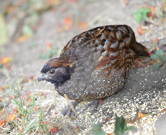Black-fronted Woodquail, Colombia 2015