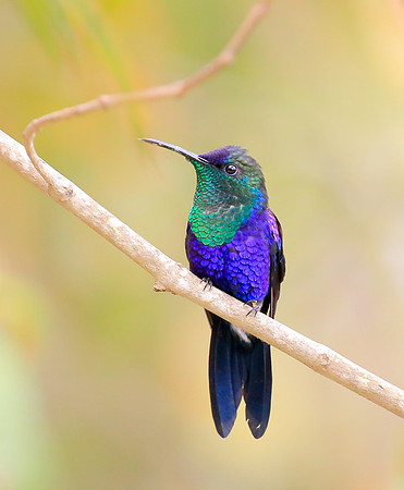 Crowned Woodnymph, Colombia 2015