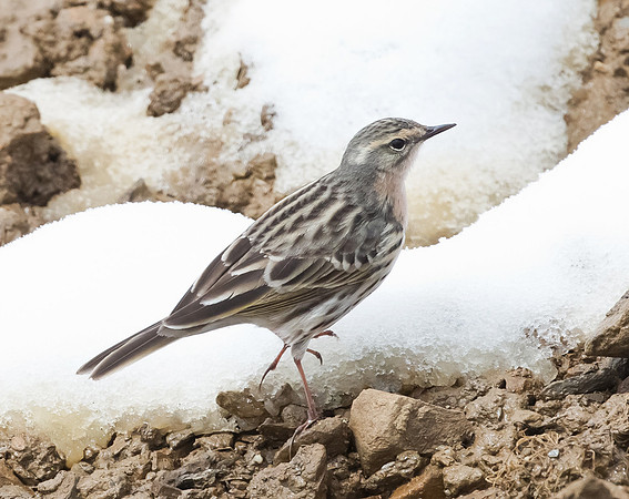 Rosy Pipit, Sichuan, China 2017
