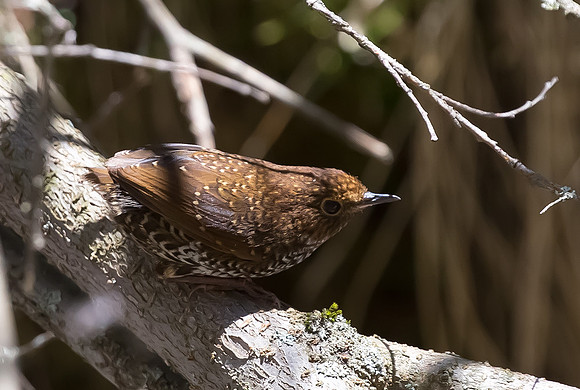 Scaly-breasted Cupwing, Sichuan, China 2017