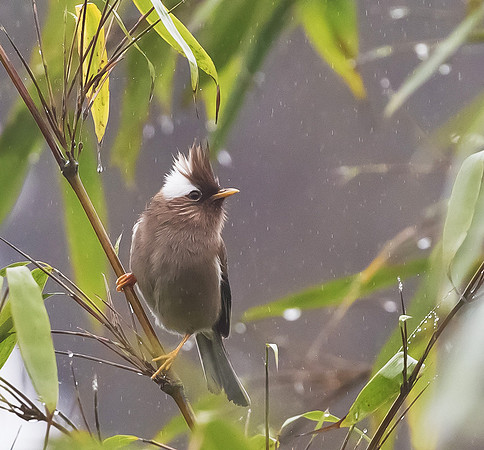White-naped Yuhina, Sichuan, China 2017