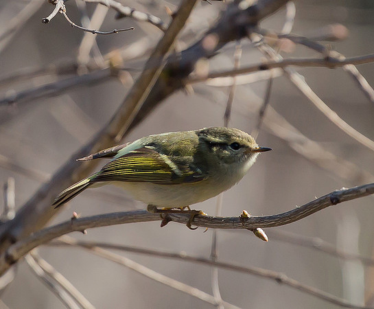 Sichuan Leaf-warbler, Sichuan, China 2017