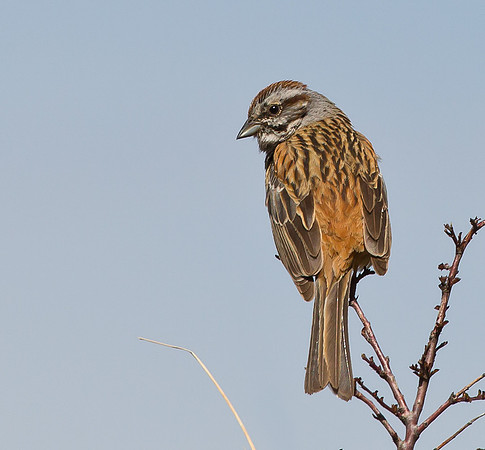Godlewski's Bunting, Sichuan, China 2017