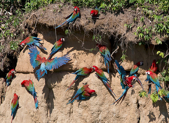 Red-and-green Macaw, Peru 2014