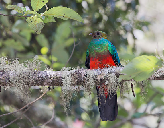 Golden-headed Quetzal ♀, Peru 2014