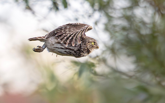 Steenuil, Little Owl, Groene Hart, Nederland 2024