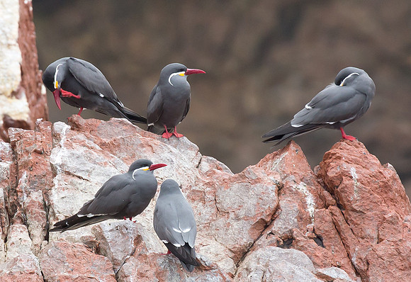 Inca Tern, Peru 2015