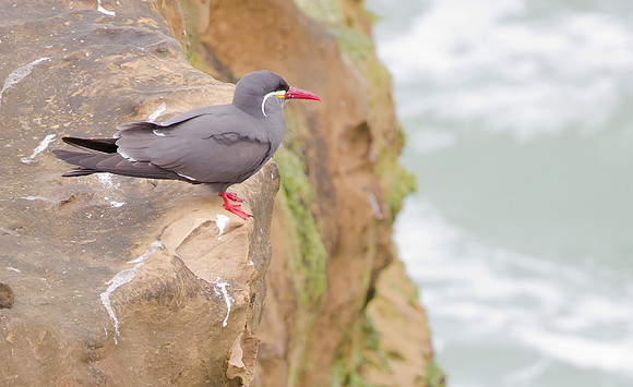 Inca Tern, Peru 2015