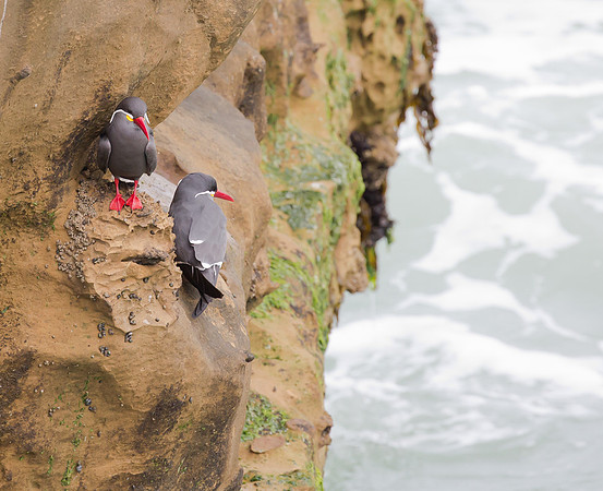 Inca Tern, Peru 2015