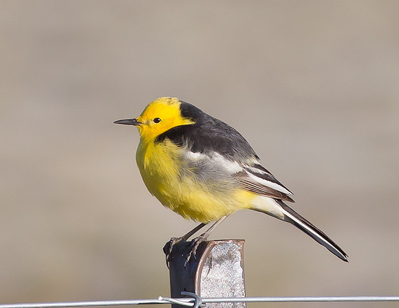 Citrine Wagtail, Sichuan, China 2017