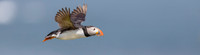 00 Papegaaiduiker, Farne Isles 15-05-2019, 16A3773 def rec c