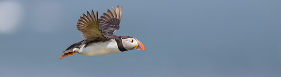 0 Papegaaiduiker, Farne Isles 15-05-2019, 16A3773 def rec c