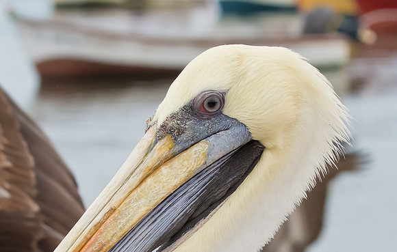 Peruvian Pelican, Peru 2015
