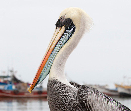 Peruvian Pelican, Peru 2015