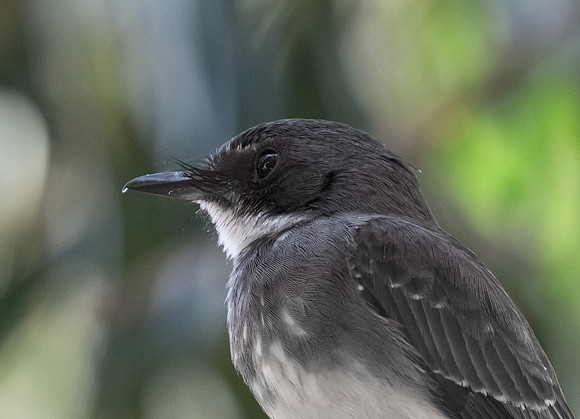 Northern Fantail, NT 2016