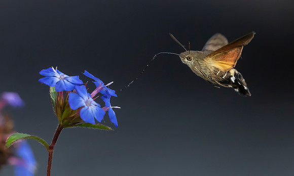 Kolibrievlinder op loodkruid, Hummingbird Hawk-moth on Leadwort, Kockengen  2022