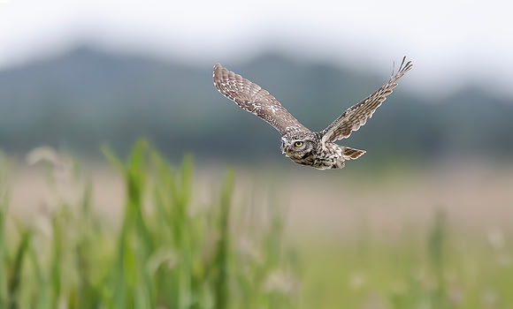 Steenuil, Little Owl, Groene Hart 2024