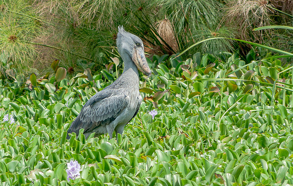 Shoebilled Stork, Lake Edward, Uganda 2010