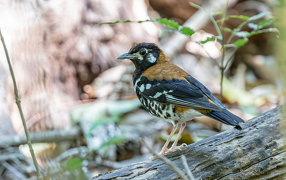 8761 Red-backed Thrush, Tangkoko, Sulawesi 18-09-2018, S1A9963 def rec X