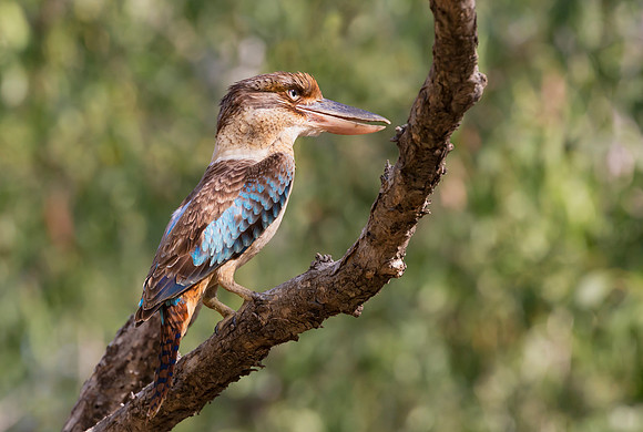 Blue-winged Kookaburra ♀,   Australia 2016