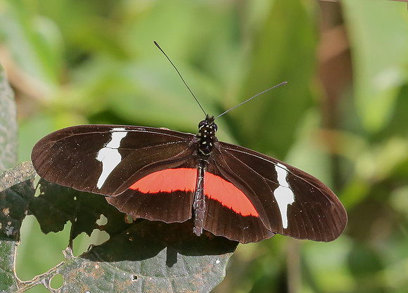 Tropische vlinder, Colombia 21-03-2015, IMG_7668