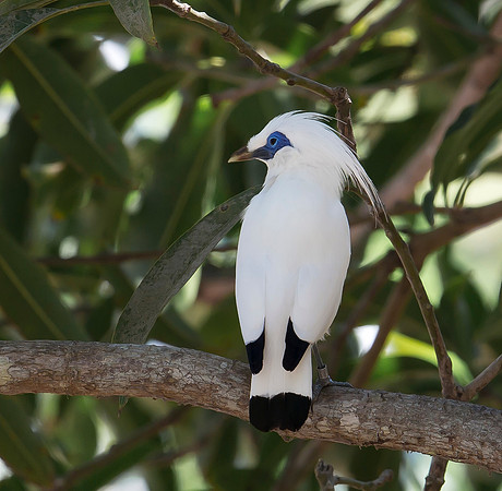 Bali Starling, Bali, Indonesia 2018