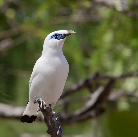 Bali Starling, Bali, Indonesia 2018