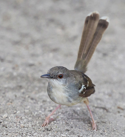 Bar-winged Prinia, Bali, Indonesia 2018