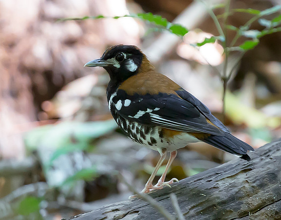 Red-Backed Thrush, Sulawesi, Indonesia 2018