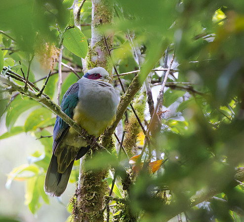 Red-eared Fruit Dove, Sulawesi, Indonesia 2018