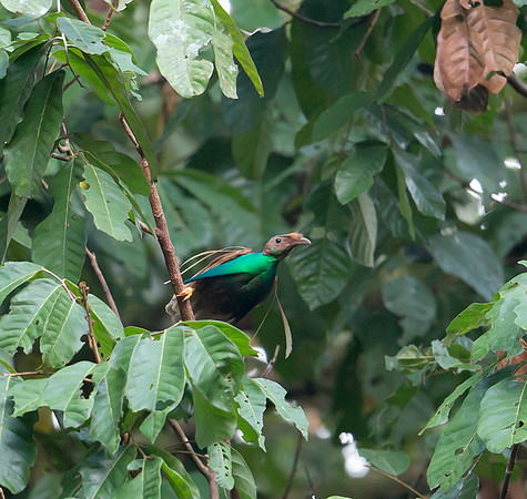 Standardwing Bird-of-paradise ♂, Halmahera, Indonesia 2018