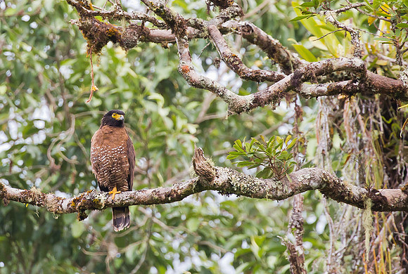 Sulawesi Serpent-eagle, Sulawesi, Indonesia 2018