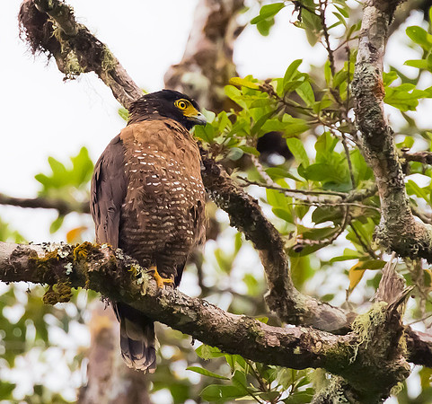 Sulawesi Serpent-eagle, Sulawesi, Indonesia 2018