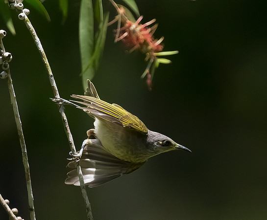 Indonesian Honeyeater ♀, Bali, Indonesia 2018