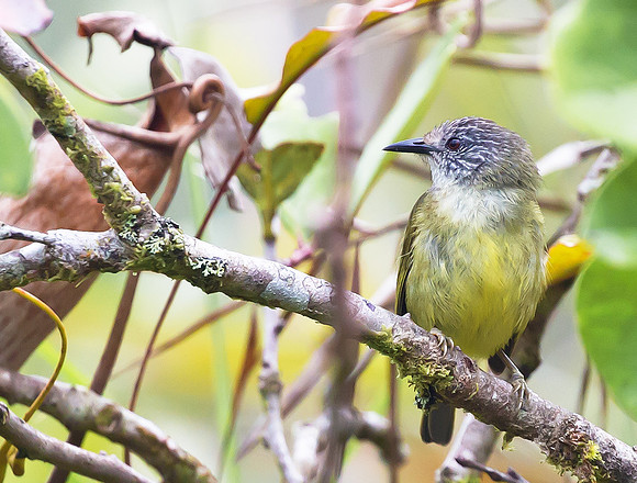 Streak-headed White-eye, Sulawesi 2018