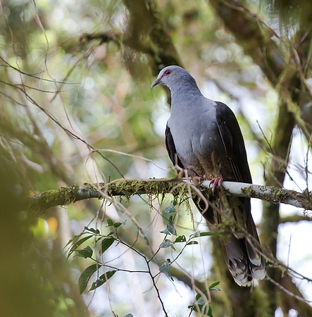 Sombre Pigeon, Sulawesi, Indonesia 2018