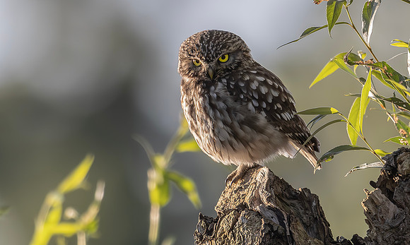 8418 Steenuil, Little Owl, groene hart 2024, 0S1a7264