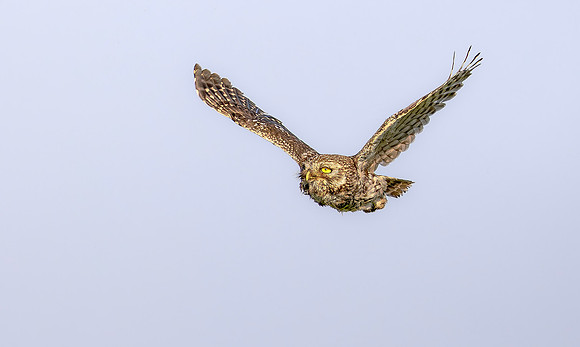 9236 Steenuil, Little Owl, Groene Hart 19-06-2025, 0S1A2307 III