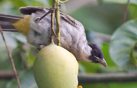 Sooty-headed Bulbul imm, Bali, Indonesia 2018