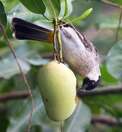 Sooty-headed Bulbul, Bali, Indonesia 2018