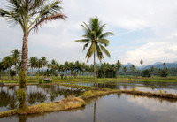 Indonesia, Rice paddies in Sulawesi 2018