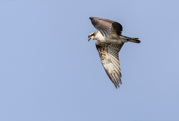 Visarend, Osprey, Waverhoek 2023