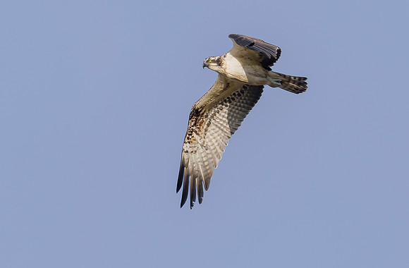 Visarend, Osprey, Waverhoek 2023