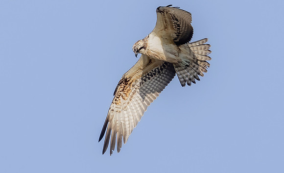 Visarend, Osprey, Waverhoek 2023