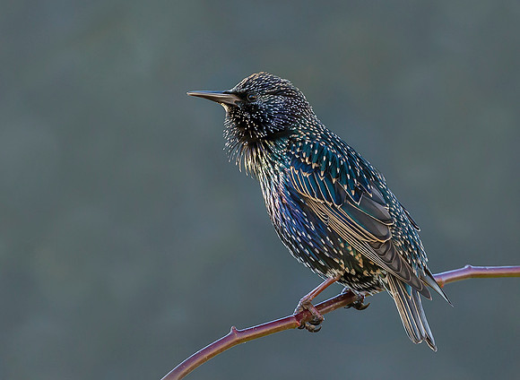 Spreeuw winter, Starling, Kockengen 2016