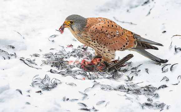 Torenvalk ♂, Common Kestrel, Kockengen 2021