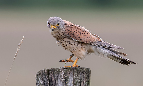 Torenvalk ♂, Common Kestrel, Brummensche Waarden 2021
