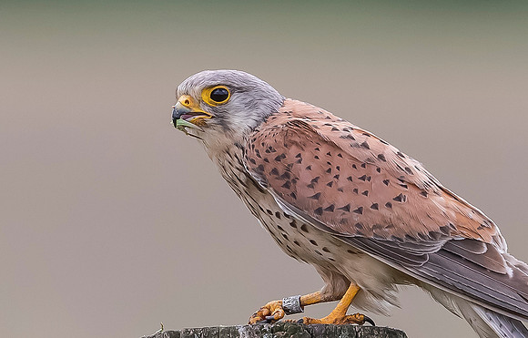 Torenvalk ♂, Common Kestrel, Brummensche Waarden 2021