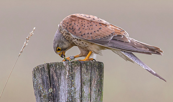 Torenvalk ♂, Common Kestrel, Brummensche Waarden 2021