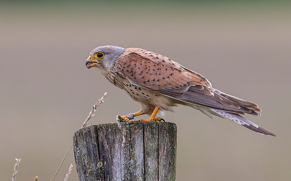 Torenvalk  ♂, Common Kestrel, Brummensche Waarden 2021